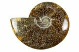 Polished Cretaceous Ammonite (Cleoniceras) Fossil - Madagascar #303886-1